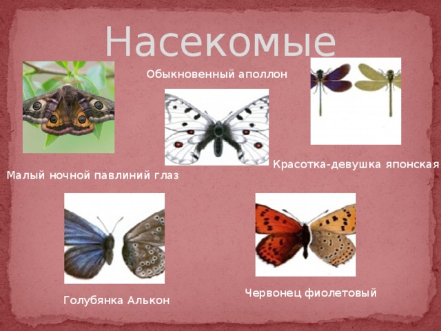 Насекомые Обыкновенный аполлон Красотка-девушка японская Малый ночной павлиний глаз Червонец фиолетовый Голубянка Алькон 