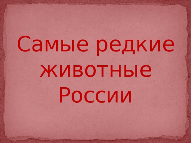 Самые редкие животные России 