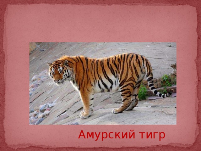 Амурский тигр 