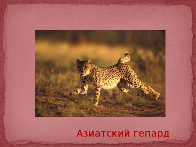 Азиатский гепард 