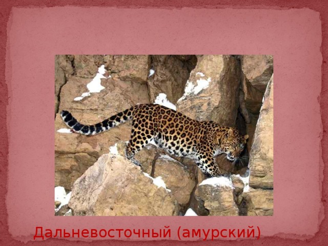 Дальневосточный (амурский) леопард 