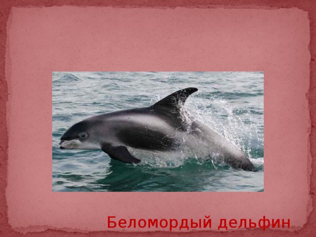  Беломордый дельфин 