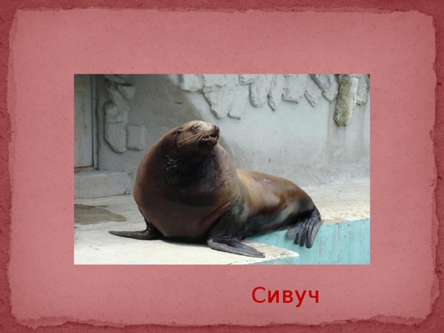 Сивуч 