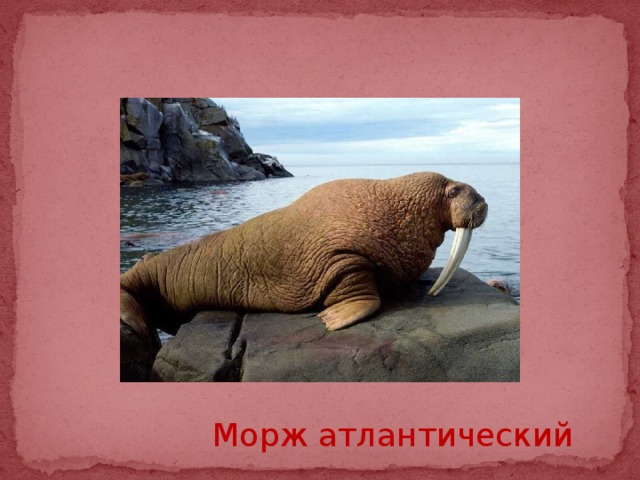 Морж атлантический 
