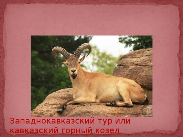 Западнокавказский тур или кавказский горный козел 