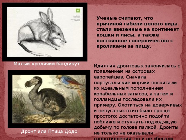 Ученые считают, что причиной гибели целого вида стали ввезенные на континент кошки и лисы, а также постоянное соперничество с кроликами за пищу. Малый кроличий бандикут Идиллия дронтовых закончилась с появлением на островах европейцев. Сначала португальские моряки посчитали их идеальным пополнением корабельных запасов, а затем и голландцы последовали их примеру. Охотиться на доверчивых и непуганых птиц было проще простого: достаточно подойти поближе и стукнуть подходящую добычу по голове палкой. Дронты не только не оказывали сопротивления, но и не убегали. Дронт или Птица Додо 