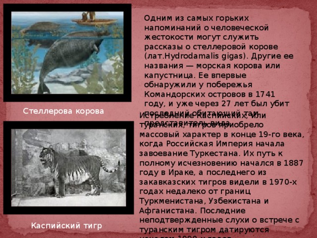 Одним из самых горьких напоминаний о человеческой жестокости могут служить рассказы о стеллеровой корове (лат.Hydrodamalis gigas). Другие ее названия — морская корова или капустница. Ее впервые обнаружили у побережья Командорских островов в 1741 году, и уже через 27 лет был убит последний обитающий там представитель вида. Стеллерова корова Истребление Каспийских, или туранских, тигров приобрело массовый характер в конце 19-го века, когда Российская Империя начала завоевание Туркестана. Их путь к полному исчезновению начался в 1887 году в Ираке, а последнего из закавказских тигров видели в 1970-х годах недалеко от границ Туркменистана, Узбекистана и Афганистана. Последние неподтвержденные слухи о встрече с туранским тигром датируются началом 1990-х годов. Каспийский тигр 
