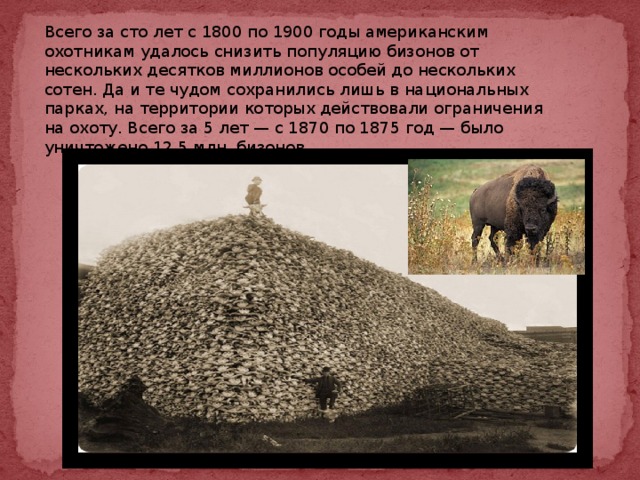 Всего за сто лет с 1800 по 1900 годы американским охотникам удалось снизить популяцию бизонов от нескольких десятков миллионов особей до нескольких сотен. Да и те чудом сохранились лишь в национальных парках, на территории которых действовали ограничения на охоту. Всего за 5 лет — с 1870 по 1875 год — было уничтожено 12,5 млн. бизонов. 