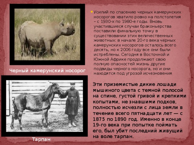 Усилий по спасению черных камерунских носорогов хватило ровно на полстолетия – с 1930-х по 1980-е годы. Вновь участившиеся случаи браконьерства поставили финальную точку в существовании этих величественных животных: в начале 20-го века черных камерунских носорогов осталось всего десять, но к 2006 году все они были истреблены. Сегодня в Восточной и Южной Африке продолжают свою полную опасностей жизнь другие подвиды черного носорога, но и они находятся под угрозой исчезновения Черный камерунский носорог Эти приземистые дикие лошади мышиного цвета с темной полосой на спине, густой гривой и крепкими копытами, не знавшими подков, полностью исчезли с лица земли в течение всего пятнадцати лет — с 1875 по 1890 год. Именно в конце 19-го века при попытке поймать его, был убит последний живущий на воле тарпан. Тарпан 