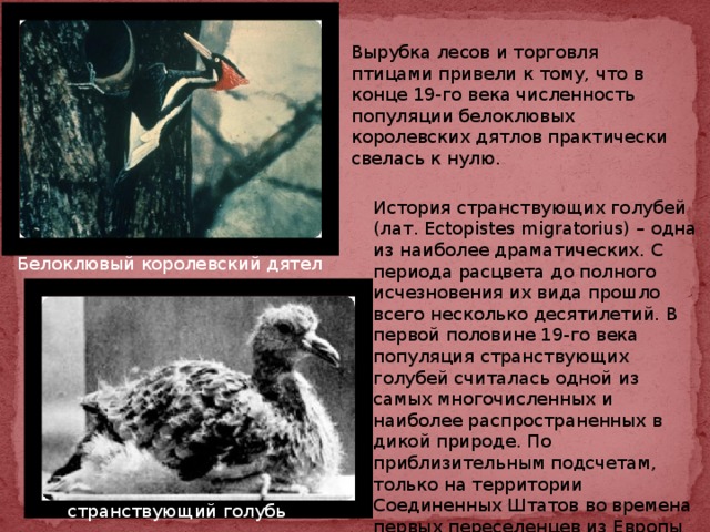 Вырубка лесов и торговля птицами привели к тому, что в конце 19-го века численность популяции белоклювых королевских дятлов практически свелась к нулю. История странствующих голубей (лат. Ectopistes migratorius) – одна из наиболее драматических. С периода расцвета до полного исчезновения их вида прошло всего несколько десятилетий. В первой половине 19-го века популяция странствующих голубей считалась одной из самых многочисленных и наиболее распространенных в дикой природе. По приблизительным подсчетам, только на территории Соединенных Штатов во времена первых переселенцев из Европы обитало около пяти миллиардов этих птиц. Белоклювый королевский дятел странствующий голубь 