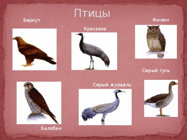  Птицы Филин Беркут Красавка Серый гусь Серый журавль Балобан 