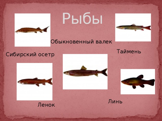  Рыбы Обыкновенный валек Таймень Сибирский осетр Линь Ленок 
