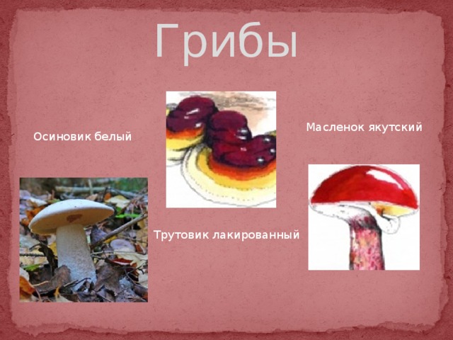 Грибы Масленок якутский Осиновик белый Трутовик лакированный 