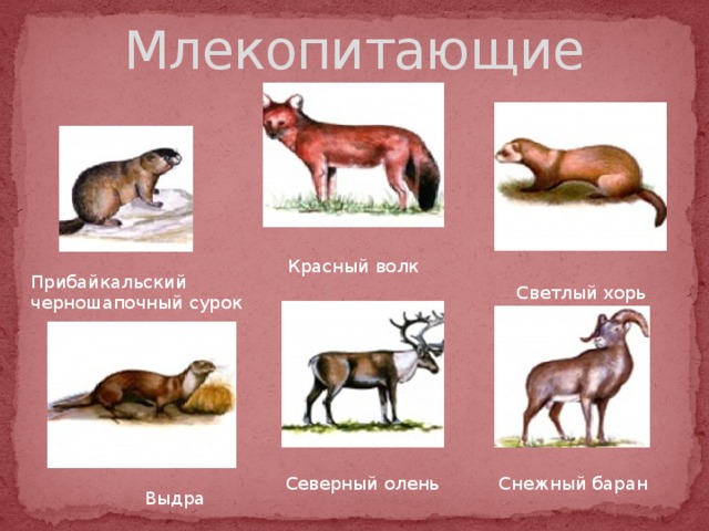 Млекопитающие Красный волк Прибайкальский черношапочный сурок Светлый хорь Снежный баран Северный олень Выдра 