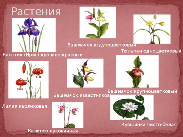 Растения Башмачок вздутоцветковый Тюльпан одноцветковый Касатик (Ирис) кроваво-красный Башмачок крупноцветковый Башмачок известняковы Лилия карликовая Кувшинка чисто-белая Калипсо луковичная 