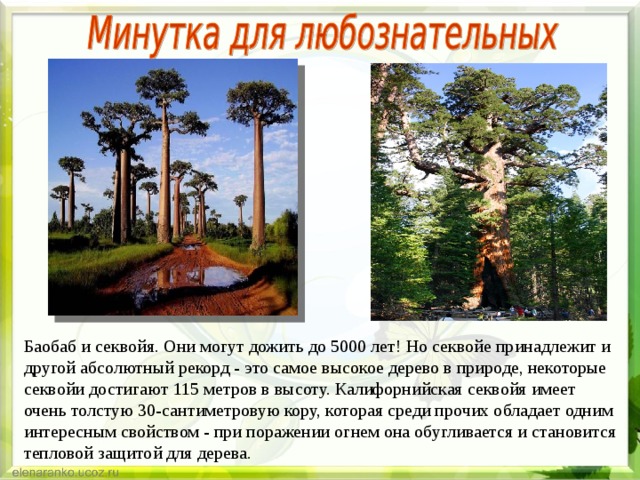 Баобаб и секвойя. Они могут дожить до 5000 лет! Но секвойе принадлежит и другой абсолютный рекорд - это самое высокое дерево в природе, некоторые секвойи достигают 115 метров в высоту. Калифорнийская секвойя имеет очень толстую 30-сантиметровую кору, которая среди прочих обладает одним интересным свойством - при поражении огнем она обугливается и становится тепловой защитой для дерева. 