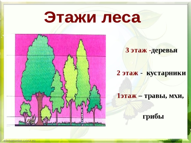  3 этаж - деревья  2 этаж - кустарники 1этаж  – травы, мхи, грибы 
