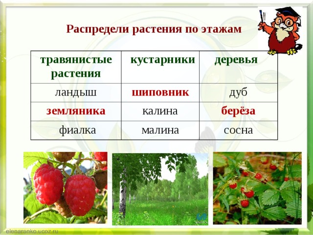 Распредели растения по этажам травянистые растения  кустарники ландыш земляника шиповник  деревья калина дуб  фиалка берёза малина сосна 