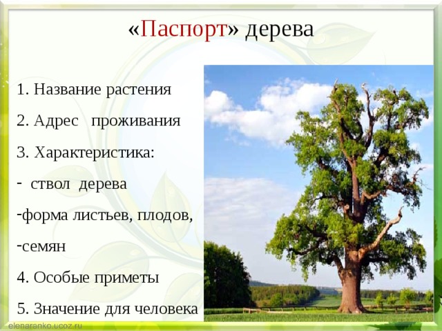 « Паспорт » дерева   1. Название растения 2. Адрес проживания 3. Характеристика:  ствол дерева форма листьев, плодов, семян 4. Особые приметы 5. Значение для человека 