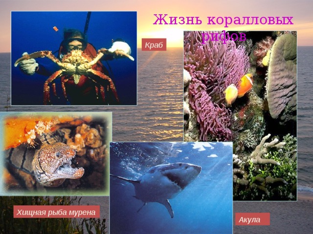 Жизнь коралловых рифов Краб Хищная рыба мурена Акула 