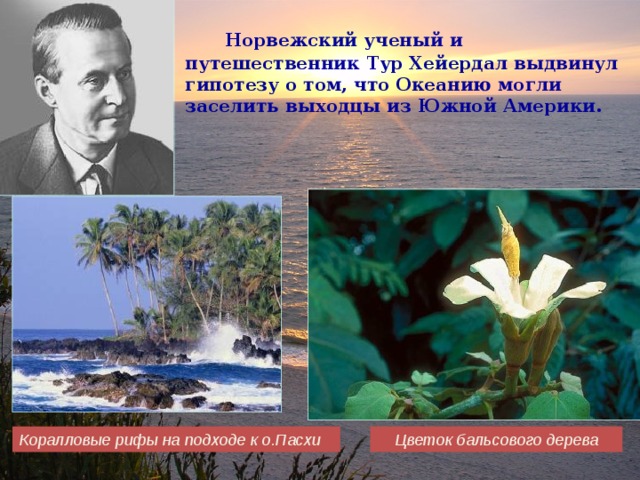  Норвежский ученый и путешественник Тур Хейердал выдвинул гипотезу о том, что Океанию могли заселить выходцы из Южной Америки.  Цветок бальсового дерева Коралловые рифы на подходе к о.Пасхи 