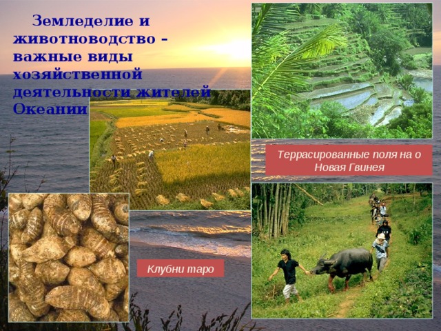  Земледелие и животноводство –важные виды хозяйственной деятельности жителей Океании Террасированные поля на о Новая Гвинея Клубни таро 