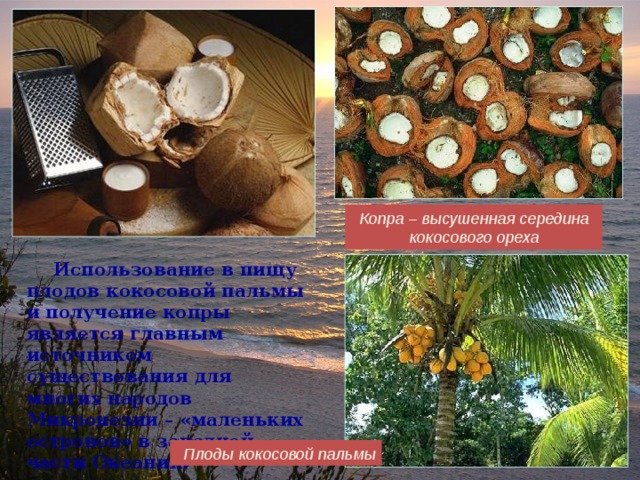 Копра – высушенная середина кокосового ореха  Использование в пищу плодов кокосовой пальмы и получение копры является главным источником существования для многих народов Микронезии – «маленьких островов» в западной части Океании. Плоды кокосовой пальмы  