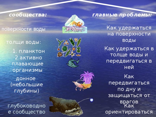 главные проблемы: сообщества: Как удержаться на поверхности воды поверхности воды толщи воды: Как удержаться в толще воды и передвигаться в ней 1. планктон  2.активно плавающие организмы Как передвигаться по дну и защищаться от врагов донное  (небольшие глубины) Как ориентироваться в темноте глубоководное сообщество 