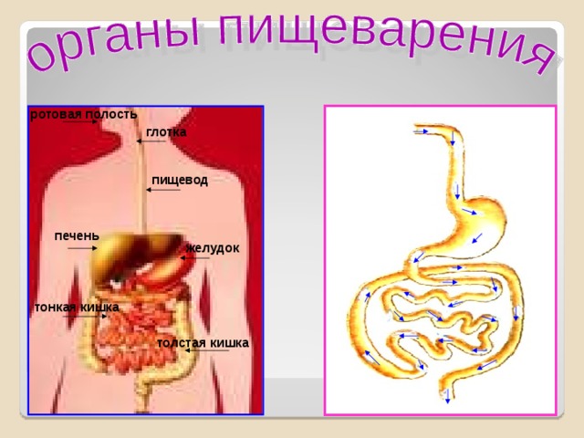 ротовая полость глотка пищевод печень желудок тонкая кишка толстая кишка 