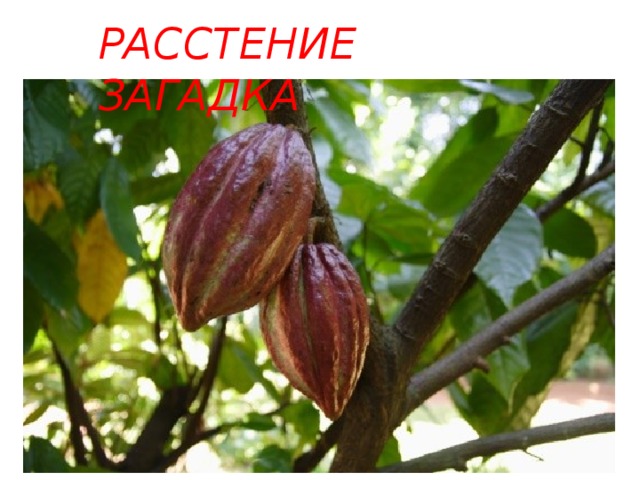 РАССТЕНИЕ ЗАГАДКА 