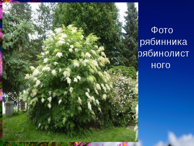 Фото рябинника рябинолист ного 5 