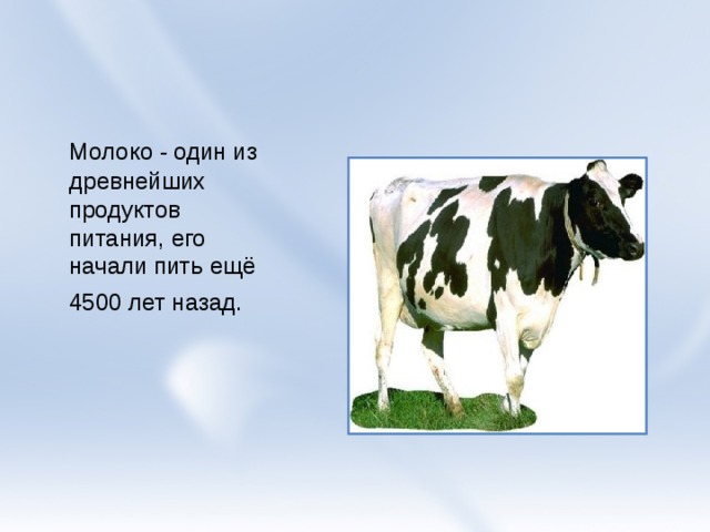  Молоко - один из древнейших продуктов питания, его начали пить ещё 4500 лет назад.  