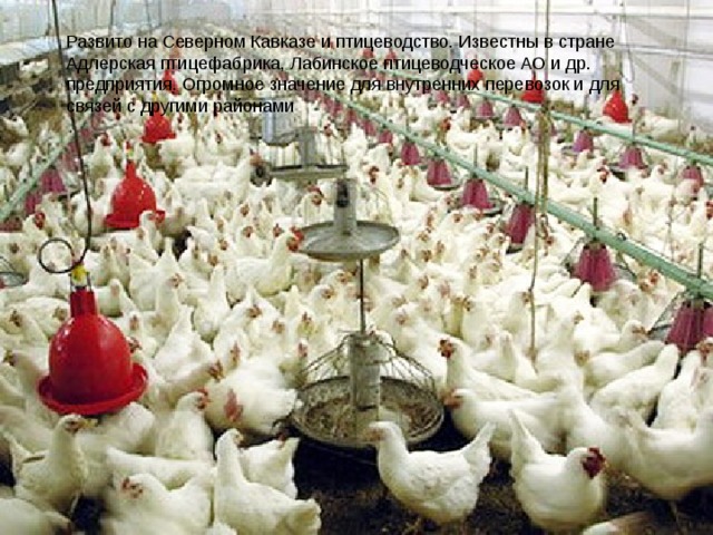 Развито на Северном Кавказе и птицеводство. Известны в стране Адлерская птицефабрика, Лабинское птицеводческое АО и др. предприятия. Огромное значение для внутренних перевозок и для связей с другими районами 