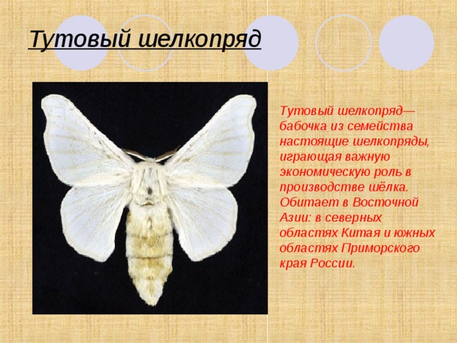 Тутовый шелкопряд края Тутовый шелкопряд— бабочка из семейства настоящие шелкопряды, играющая важную экономическую роль в производстве шёлка. Обитает в Восточной Азии: в северных областях Китая и южных областях Приморского края России. 