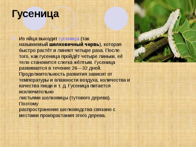 Гусеница   Из яйца выходит  гусеница  (так называемый  шелковичный червь ), которая быстро растёт и линяет четыре раза. После того, как гусеница пройдёт четыре линьки, её тело становится слегка жёлтым. Гусеница развивается в течение 26—32 дней. Продолжительность развития зависит от температуры и влажности воздуха, количества и качества пищи и т. д. Гусеница питается исключительно листьями шелковицы (тутового дерева). Поэтому распространение шелководства связано с местами произрастания этого дерева. 