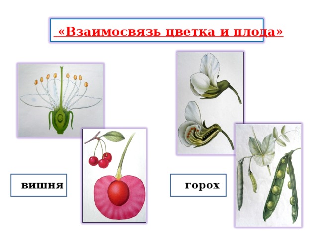 «Взаимосвязь цветка и плода» вишня горох