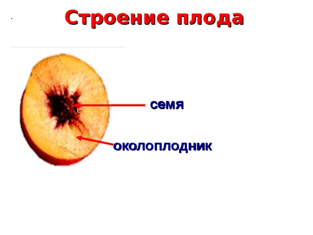 Строение плода . семя околоплодник