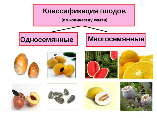 Классификация плодов (по количеству семян)     Многосемянные Односемянные