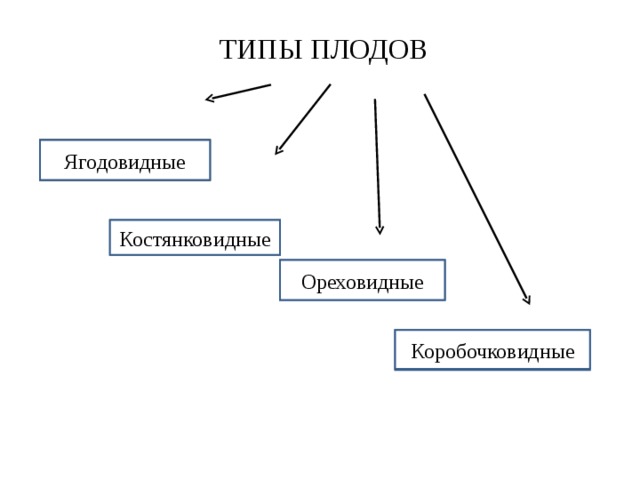 ТИПЫ ПЛОДОВ Ягодовидные Костянковидные Ореховидные Коробочковидные