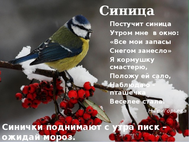  Синица Постучит синица Утром мне в окно: «Все мои запасы Снегом занесло» Я кормушку смастерю, Положу ей сало, Наблюдаю – пташечка Веселее стала.  Н.Григорьева Синички поднимают с утра писк – ожидай мороз. 