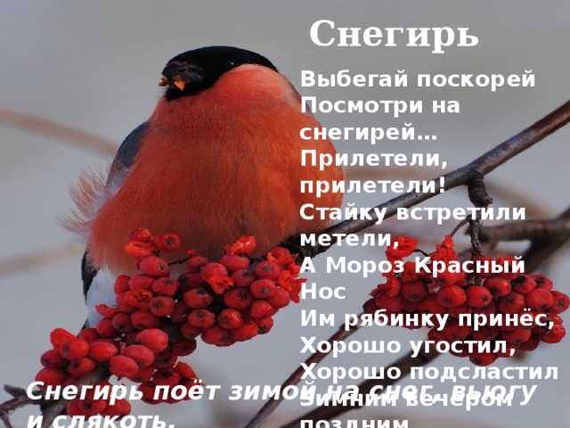Снегирь Выбегай поскорей Посмотри на снегирей… Прилетели, прилетели! Стайку встретили метели, А Мороз Красный Нос Им рябинку принёс, Хорошо угостил, Хорошо подсластил Зимним вечером поздним Ярко-алые грозди.  А.Прокофьев Снегирь поёт зимой на снег, вьюгу и слякоть. 
