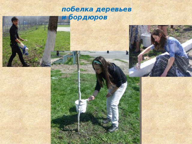 побелка деревьев  и бордюров 