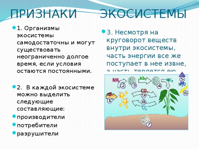 ПРИЗНАКИ ЭКОСИСТЕМЫ 1. Организмы экосистемы самодостаточны и могут существовать неограниченно долгое время, если условия остаются постоянными. 2.  В каждой экосистеме можно выделить следующие составляющие: производители потребители разрушители 3. Несмотря на круговорот веществ внутри экосистемы, часть энергии все же поступает в нее извне, а часть теряется ею. 