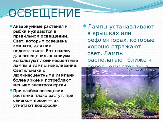 ОСВЕЩЕНИЕ Аквариумные растения и рыбки нуждаются в правильном освещении . Свет, которым освещена комната, для них недостаточен. Вот почему для освещения аквариума используют люминесцентные лампы и лампы накаливания. Светильники с люминесцентными лампами более яркие и потребляют меньше электроэнергии. При слабом освещении растения плохо растут, при слишком ярком — их угнетают водоросли. Лампы устанавливают в крышках или рефлекторах, которые хорошо отражают свет. Лампы располагают ближе к переднему стеклу: в этом случае рыбы выглядят наиболее ярко и естественно, а растения поворачивают свои листья к зрителю. 