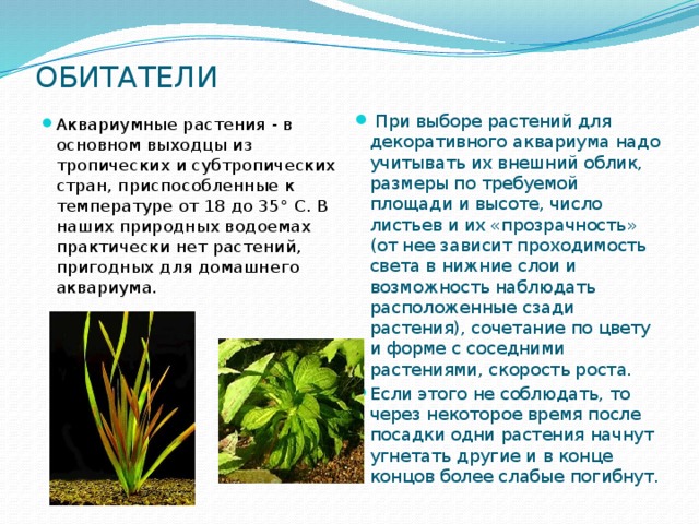 ОБИТАТЕЛИ Аквариумные растения - в основном выходцы из тропических и субтропических стран, приспособленные к температуре от 18 до 35° С. В наших природных водоемах практически нет растений, пригодных для домашнего аквариума.   При выборе растений для декоративного аквариума надо учитывать их внешний облик, размеры по требуемой площади и высоте, число листьев и их «прозрачность» (от нее зависит проходимость света в нижние слои и возможность наблюдать расположенные сзади растения), сочетание по цвету и форме с соседними растениями, скорость роста. Если этого не соблюдать, то через некоторое время после посадки одни растения начнут угнетать другие и в конце концов более слабые погибнут. 