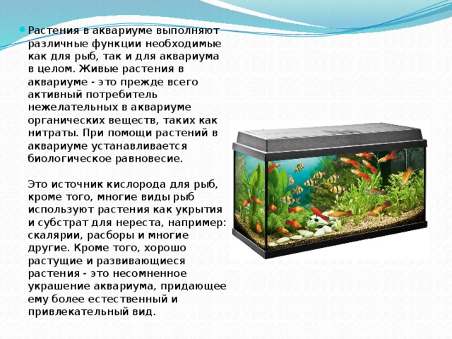 Растения в аквариуме выполняют различные функции необходимые как для рыб, так и для аквариума в целом. Живые растения в аквариуме - это прежде всего активный потребитель нежелательных в аквариуме органических веществ, таких как нитраты. При помощи растений в аквариуме устанавливается биологическое равновесие.   Это источник кислорода для рыб, кроме того, многие виды рыб используют растения как укрытия и субстрат для нереста, например: скалярии, расборы и многие другие. Кроме того, хорошо растущие и развивающиеся растения - это несомненное украшение аквариума, придающее ему более естественный и привлекательный вид. 