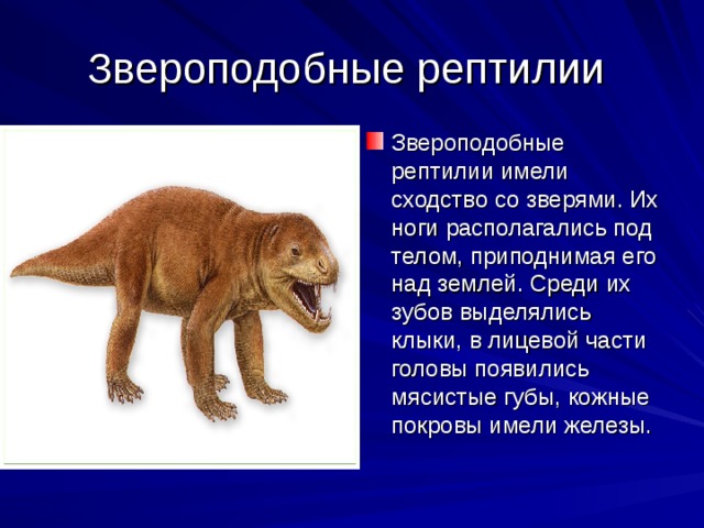 Звероподобные рептилии Звероподобные рептилии имели сходство со зверями. Их ноги располагались под телом, приподнимая его над землей. Среди их зубов выделялись клыки, в лицевой части головы появились мясистые губы, кожные покровы имели железы. 