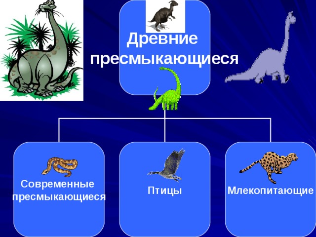 Древние пресмыкающиеся Современные пресмыкающиеся Птицы Млекопитающие 