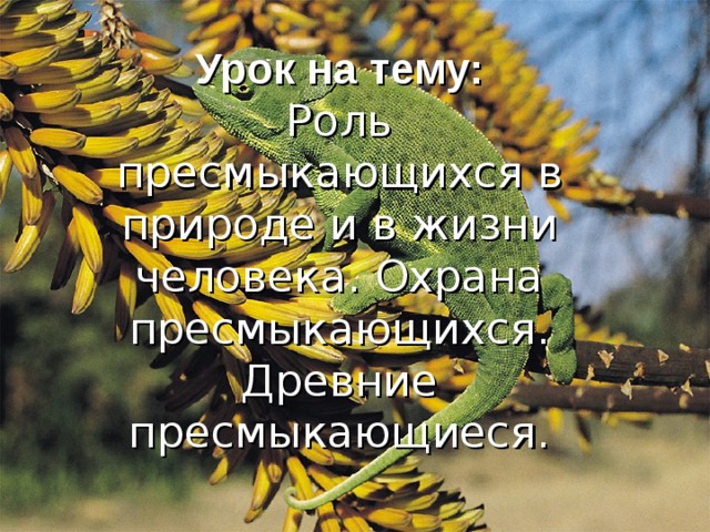  Урок на тему:  Роль пресмыкающихся в природе и в жизни человека. Охрана пресмыкающихся. Древние пресмыкающиеся. 
