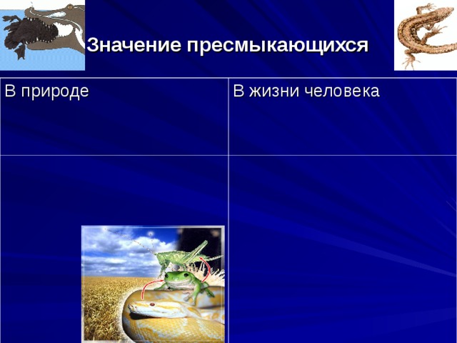  Значение пресмыкающихся В природе В жизни человека 